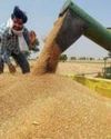 Despite record production, government wheat procurement in Punjab falls short of 2024 figures Despite record production, government wheat procurement in Punjab falls short of 2024 figures21