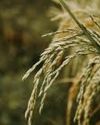 Scientists create first 'pangenome' of Asian rice32