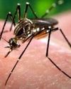 Over 130 dengue and chikungunya cases till April, Pune steps up vigil ahead of monsoon Over 130 dengue and chikungunya cases till April, Pune steps up vigil ahead of monsoon20