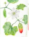'Celebrating Crop Diversity': Pune to host India's debut in global botanical art exhibition project Indian Chronicle