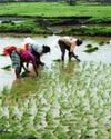 Banned Pusa-44 finds its way to paddy fields in Punjab — with help from Haryana Indian Chronicle