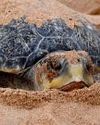 Kurma mela: The science of the mass nesting of Olive Ridley turtles Indian Chronicle