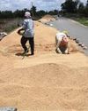 No full-fledged enumeration of crop losses even as unseasonal rain causes acute distress to Telangana farmers Indian Chronicle