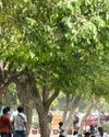 Delhi govt tightens SOP for felling trees: Court panel's nod mandatory to cut down 50 or more Indian Chronicle