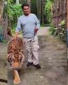Indian tourist mauled by tiger in Thailand while taking selfie, sparks outcry over wildlife tourism Indian Chronicle