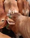 Suspected cow smugglers mow down cop in UP's Jaunpur; 1 killed, two injured in firing Indian Chronicle