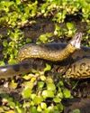 All about Northern Green Anaconda, the largest living snake in the world that weighs 500 kgs Indian Chronicle