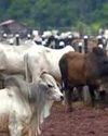 Now, a committee for establishing cow shelters across Telangana Indian Chronicle