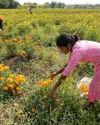 Fragmentation muddies the poll picture in north-west Maharashtra Indian Chronicle