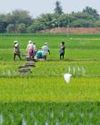 Land-holding farmers doing non-farming activities improve labour efficiency'
