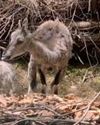 In a first, blue sheep at the Himalayan Nature Park in Kufri gives birth to offspring