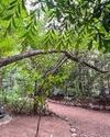 how Pune’s ‘nullah garden’ was transformed into the tranquil oasis Osho Teerth Park17