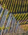 Noble rot, the alchemist of wines, is setting fungal biology abuzz Indian Chronicle