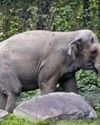 Female elephant, calf dead in Karnataka's Hassan after coming into contact with live wire, complaint filed against power supply company Indian Chronicle
