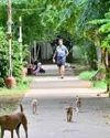 Anti-rabies vaccine alone is not enough when children suffer deep stray dog bites, says Tamil Nadu Directorate of Public Health Indian Chronicle