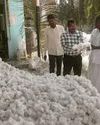 Tummala orders swift settlement of cotton farmers' pending bills Indian Chronicle