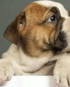How Be Pet Smart! How Be Pet Smart!