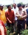 Collector examined the damaged crops Capital Information