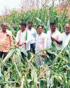 District Leaders Visit Hailstorm-Affected Maize Farmers in Mulugu Capital Information