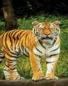 Tiger Prowling Found In Bayyakkapet Forest : DFO Rahul Kishan Jadav IFS Capital Information