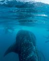 INTO THE DEEP Men's Health South Africa