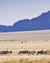 Along Namibia's coast