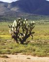 A secret in the Eastern Cape Karoo7