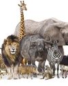 Caution... wild animals!14