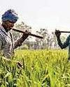 तकनीकी खामियां फार्मर रजिस्ट्री की राह में रोड़ा तकनीकी खामियां फार्मर रजिस्ट्री की राह में रोड़ा3