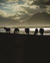 The ghost horses of Rooisand go! - South Africa