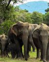 MONSOON- PERFECT NATIONAL PARKS IN INDIA8