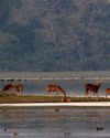 LOOK EAST - WILDLIFE AND TOURISM IN THE NORTHEAST OF INDIA.