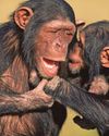 Chimpanzees chat just like humans