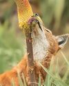 Ethiopian wolves could be furry pollinators