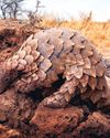 Pangolin preservation