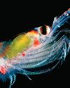 Counting tiny sea creatures from space