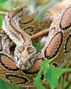 A new danger rating for deadly animals A new danger rating for deadly animals