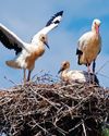 First "stork village" in UK First "stork village" in UK