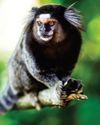 Al decodes animal chat Al decodes animal chat