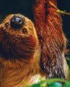 Sloth toothache cured by dentists Sloth toothache cured by dentists