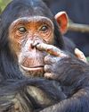 Do animals have bogies? Do animals have bogies?14