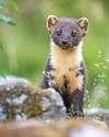 Conservation efforts helping UK animals Conservation efforts helping UK animals6