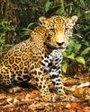 Protecting jaguar homes Protecting jaguar homes12
