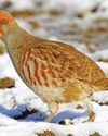 Wildlife watch3