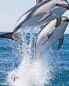 The Week Junior Science+Nature UK