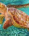 The Week Junior Science+Nature UK