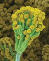 The Week Junior Science+Nature UK