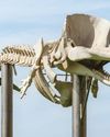 The Week Junior Science+Nature UK