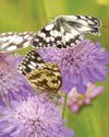 The Week Junior Science+Nature UK