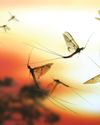 Mystery of the mayfly dance solved2